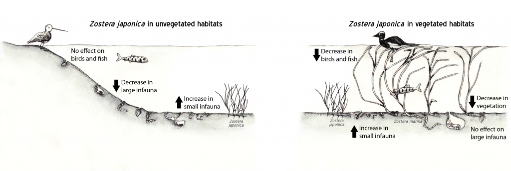 ZjaponicaImpact_Mach
